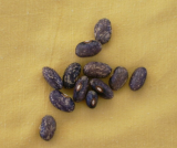 Samen Stangenbohne Anellino Giallo